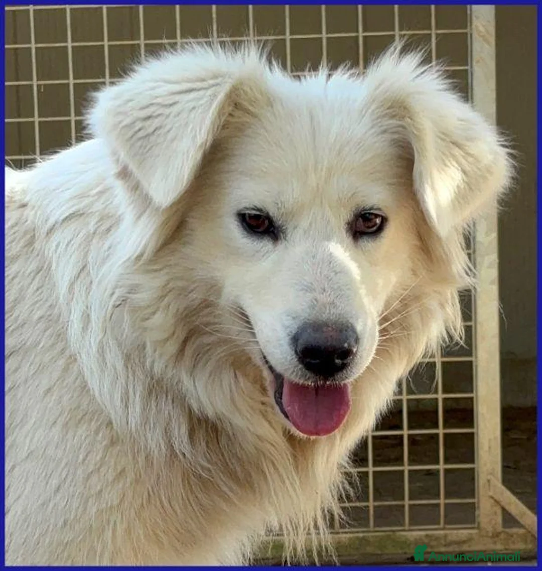 Meticcio cani in regalo: UFFA giovane e bellissima - Annuncio 6