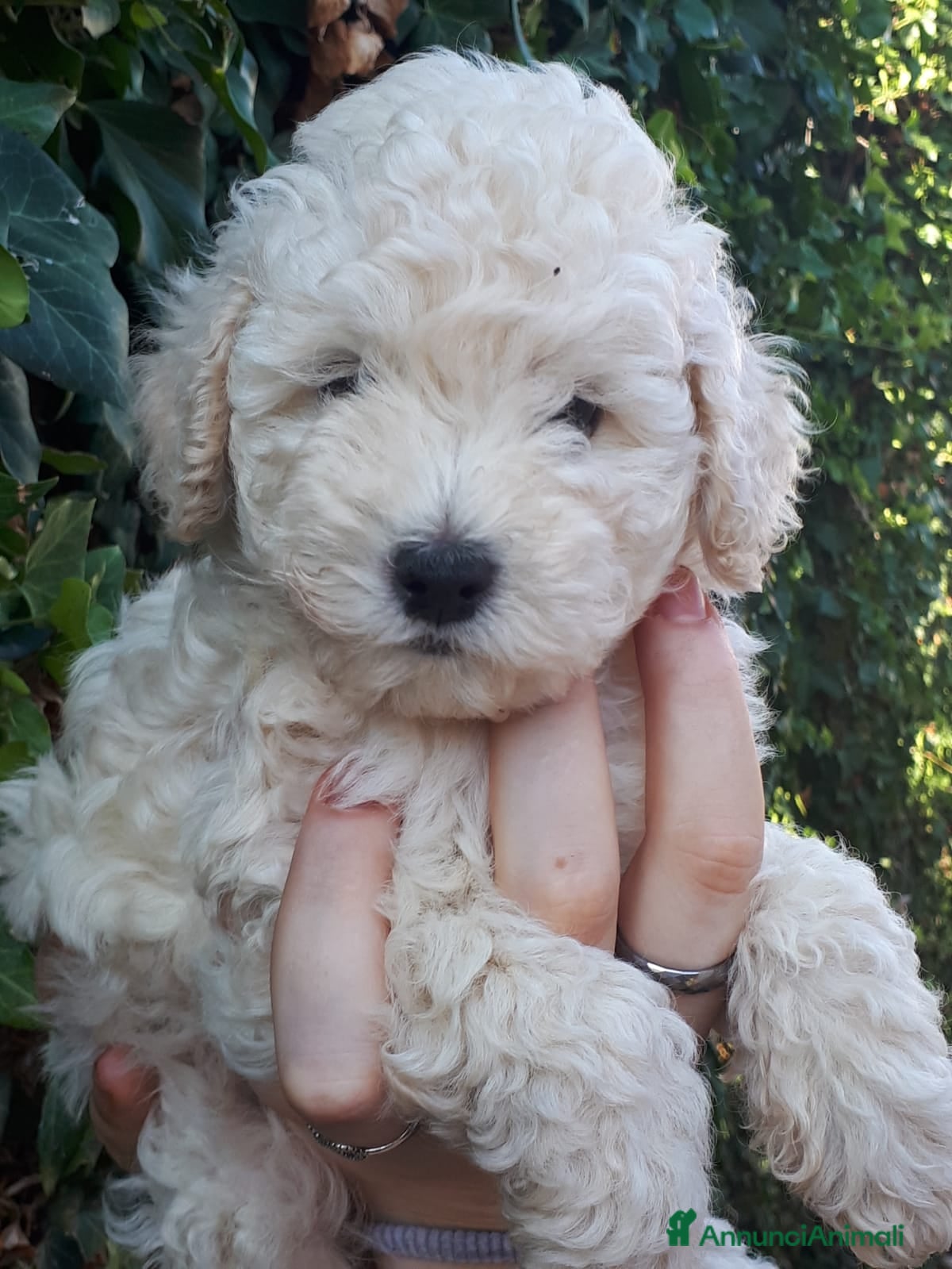 Meticcio cani Bellissimi cuccioli Maltipoo color crema - Annuncio 1
