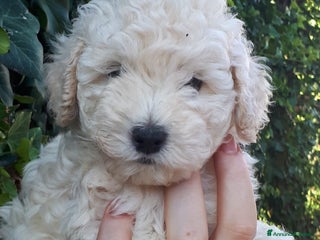 Meticcio cani Bellissimi cuccioli Maltipoo color crema - Annuncio 3