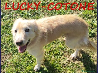 Altre razze cani LUCKY COTONE un angelo che aspetta ancora - Annuncio 1