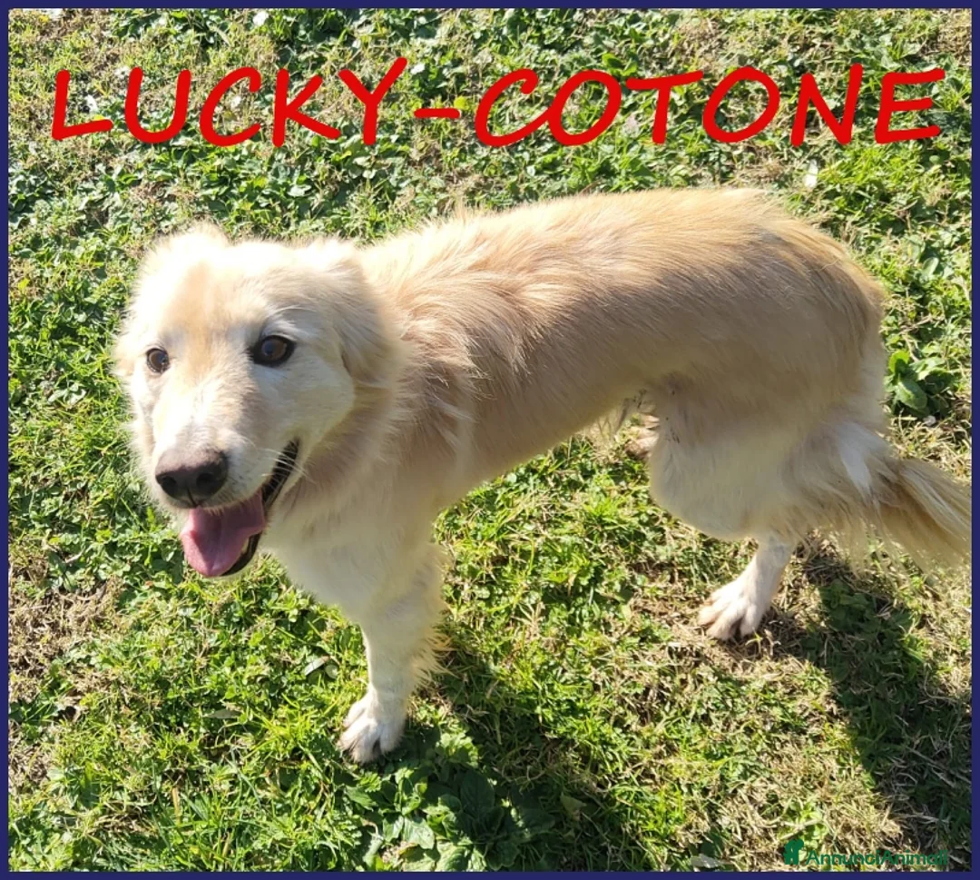 Altre razze cani in regalo: LUCKY COTONE un angelo che aspetta ancora - Annuncio 1