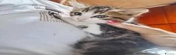 Altre razze gatti in regalo: Tre piccoli micetti in cerca di casa a Città metropolitana di Milano - Annuncio 3
