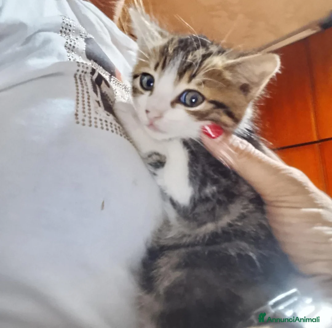 Altre razze gatti in regalo: Tre piccoli micetti in cerca di casa a Città metropolitana di Milano - Annuncio 3