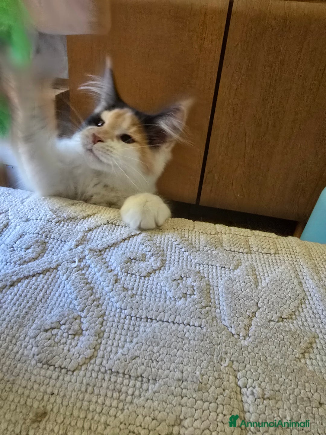 Maine Coon gatti in vendita: Cucciola di maine coom - Annuncio 4