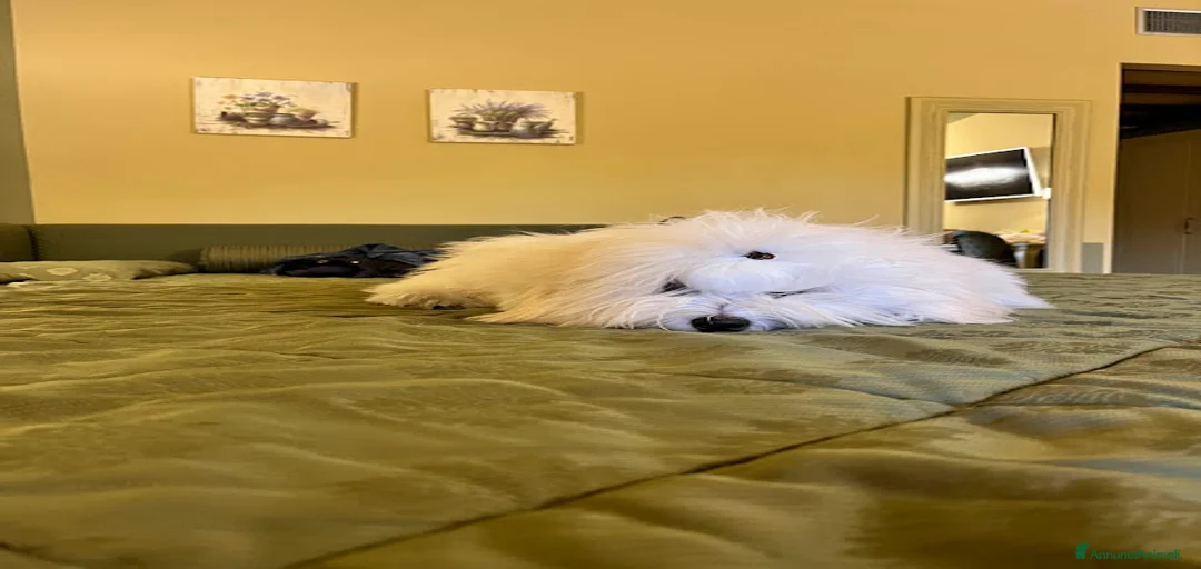 Immagine della galleria {{count}}