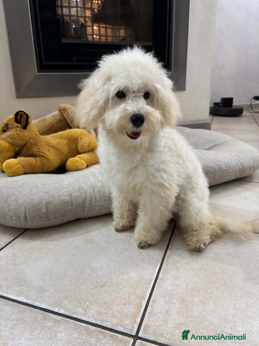 Barboncino cani in vendita: Barboncini neri e bianchi con Pedigree  a Vercelli - Annuncio 20