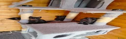 Meticcio gatti in vendita: Gattine - Annuncio 1