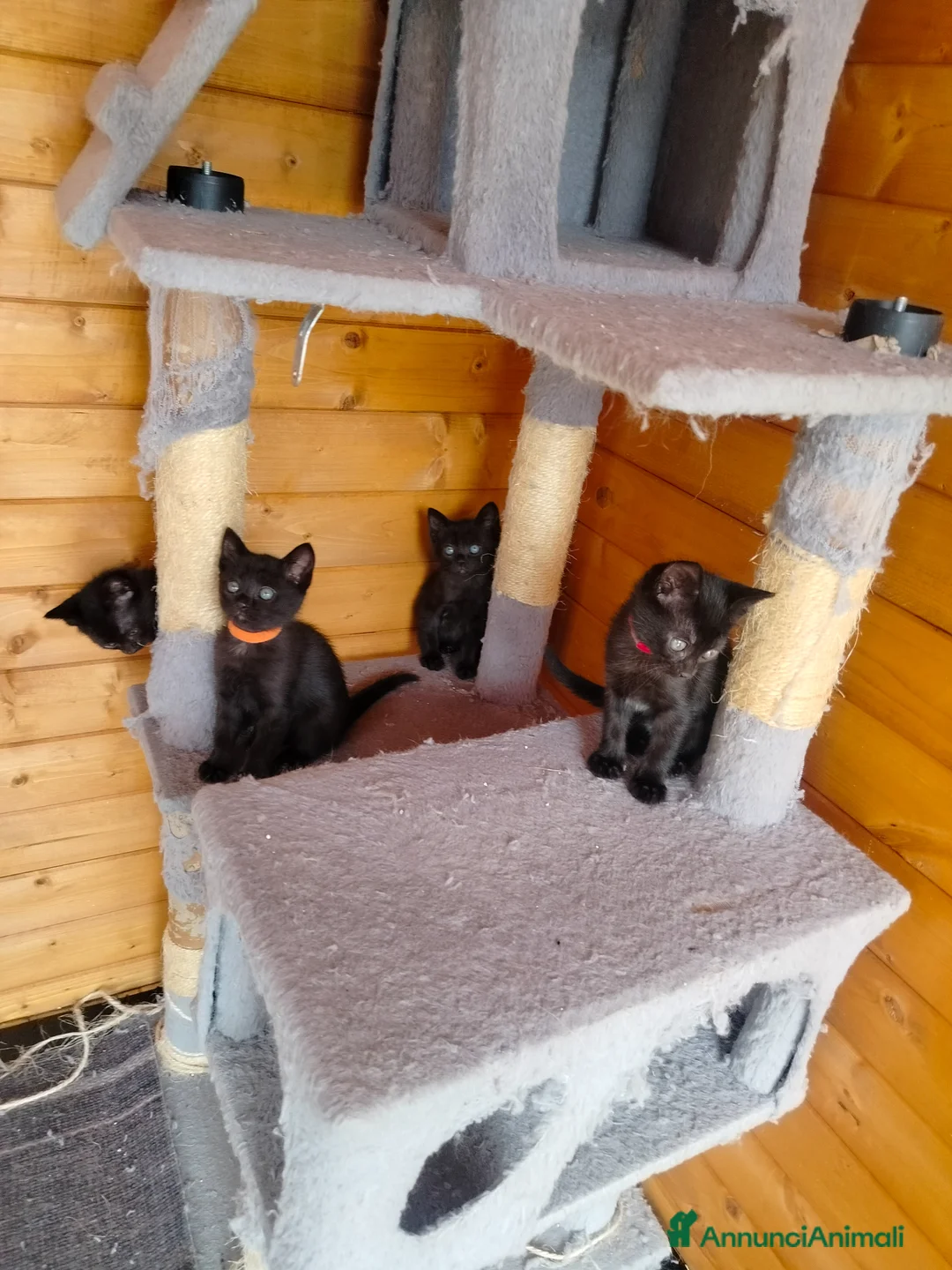 Meticcio gatti in vendita: Gattine - Annuncio 1