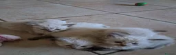 Siberiano gatti in vendita: Gatti siberiani neva masquerade  - Annuncio 4