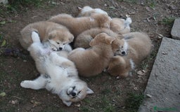 Akita Inu cani in vendita: CUCCIOLI DI AKITA - MONZA/BRIANZA E COMO a Province of Como - Immagine 12
