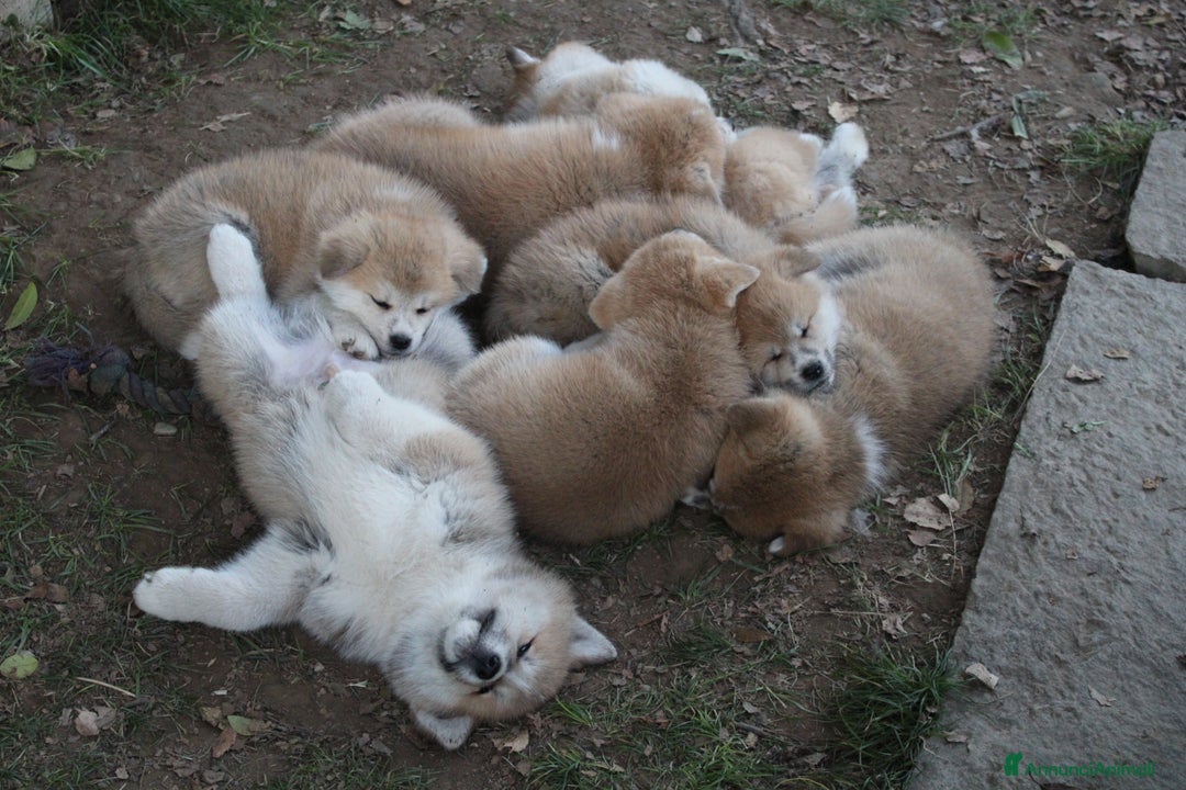 Akita Inu cani in vendita: CUCCIOLI DI AKITA - MONZA/BRIANZA E COMO a Province of Como - Immagine 12