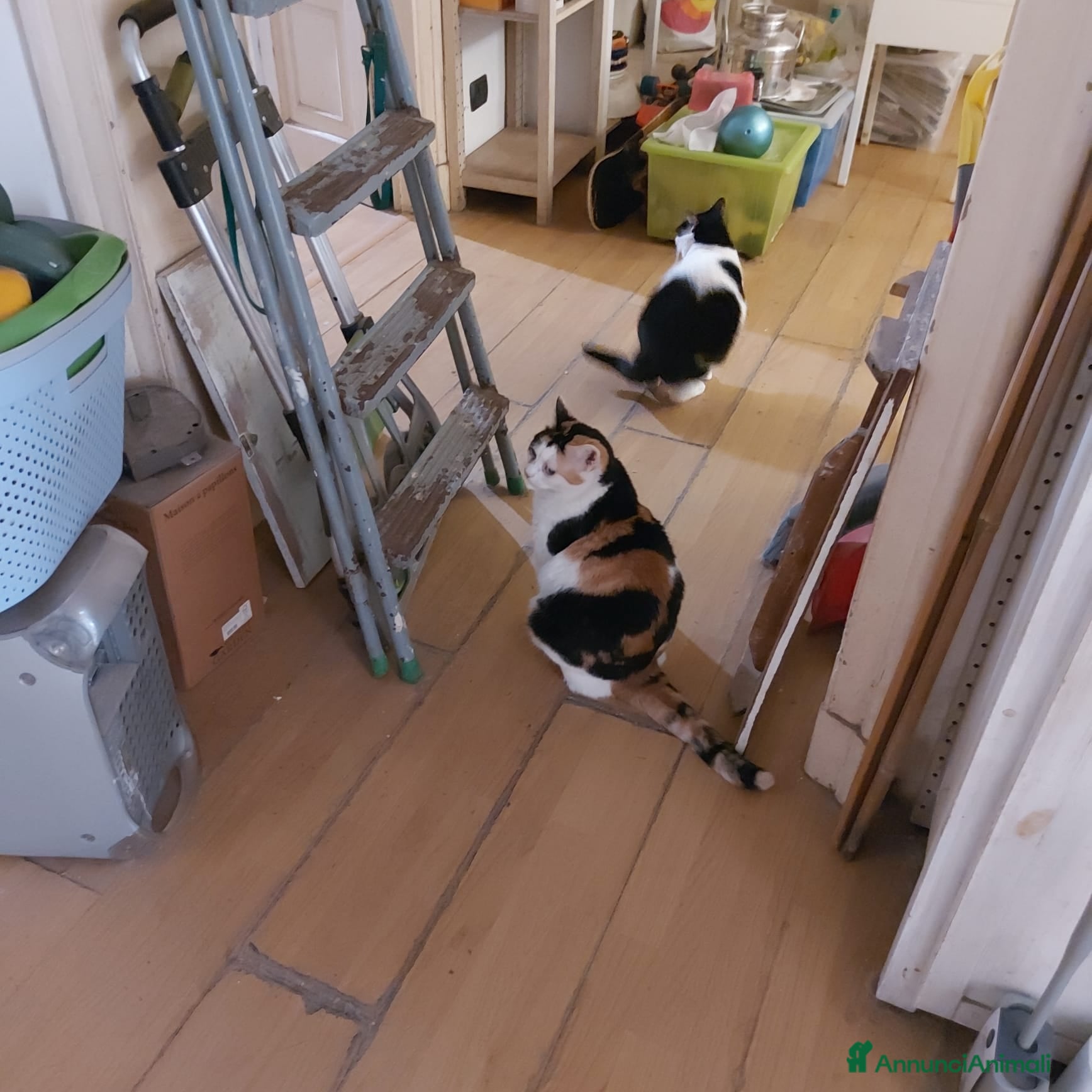 Altre razze gatti GATTE  - Annuncio 5