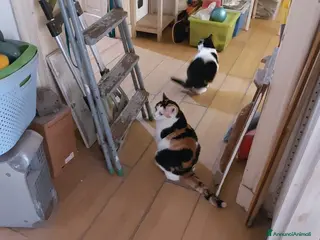 Altre razze gatti GATTE - Annuncio 5