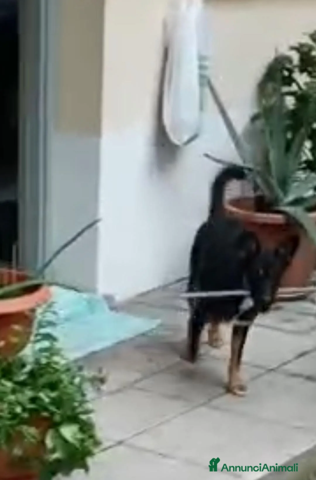 Meticcio cani in regalo: CAGNOLINO a Città metropolitana di Milano - Annuncio 2