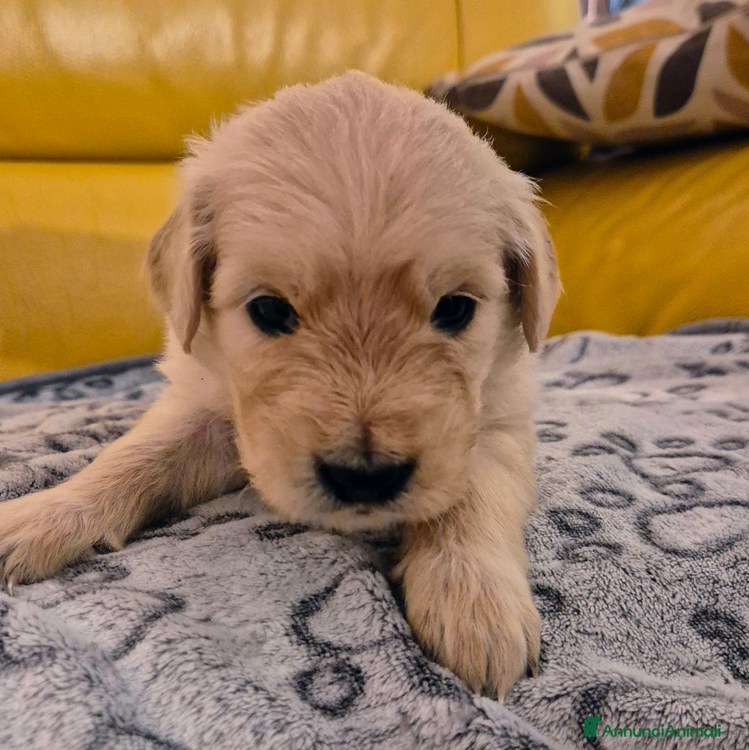 Golden Retriever cani in vendita: Cucciole di Golden Retriever - Annuncio 24