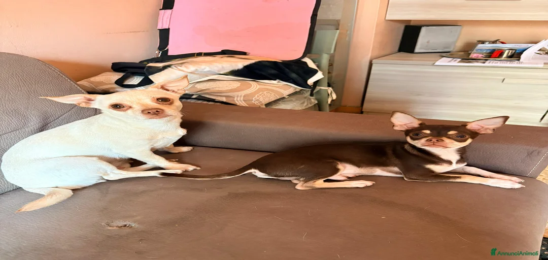 Immagine della galleria {{count}}