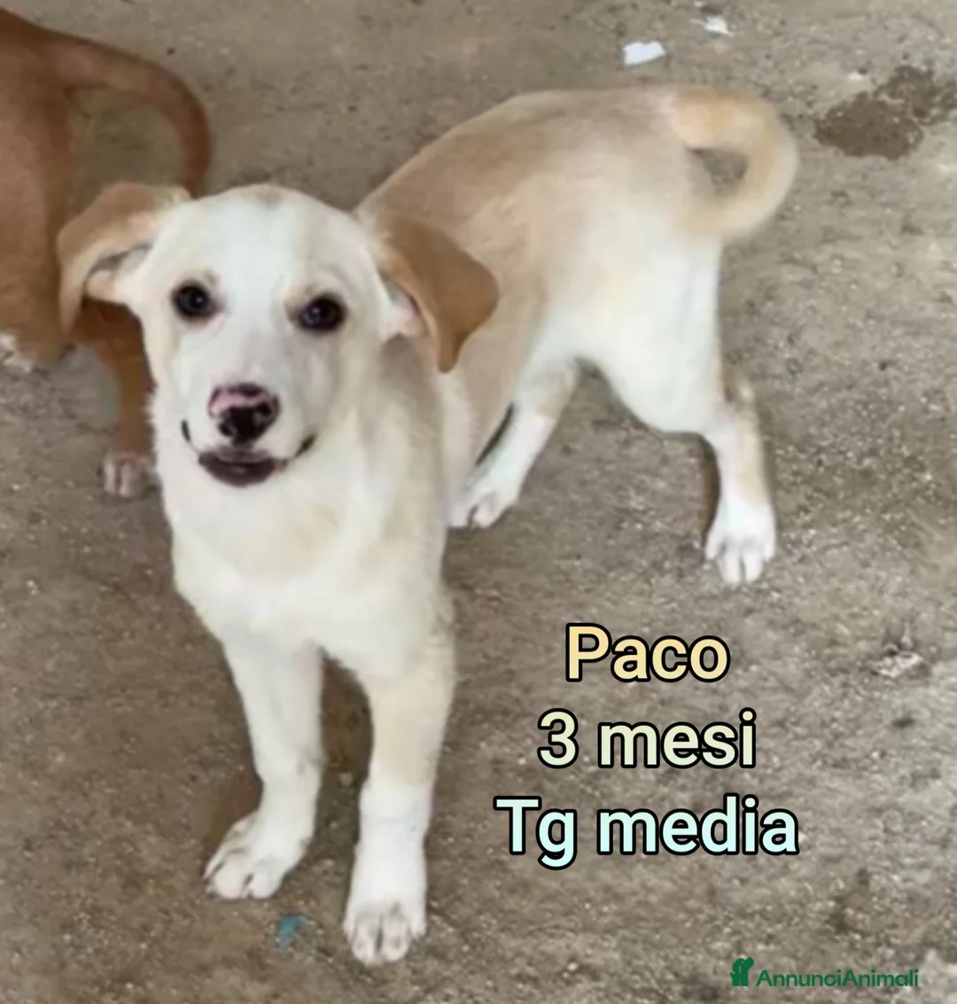 Meticcio cani in regalo: CUCCIOLI BISOGNOSI: URGENTE!!! - Annuncio 7