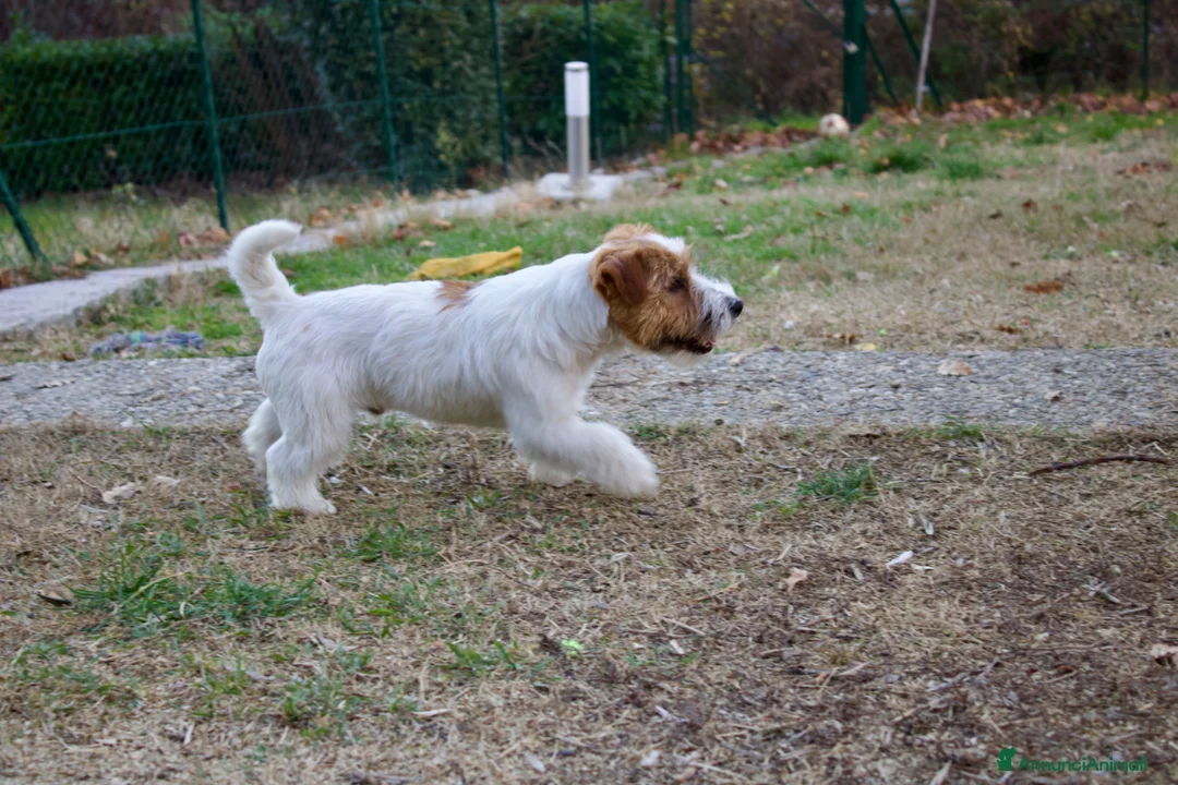 Jack Russell cani per accoppiamento: Jack Russell per monta con pedigree  - Annuncio 1