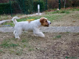 Jack Russell cani Jack Russell per monta con pedigree - Annuncio 1