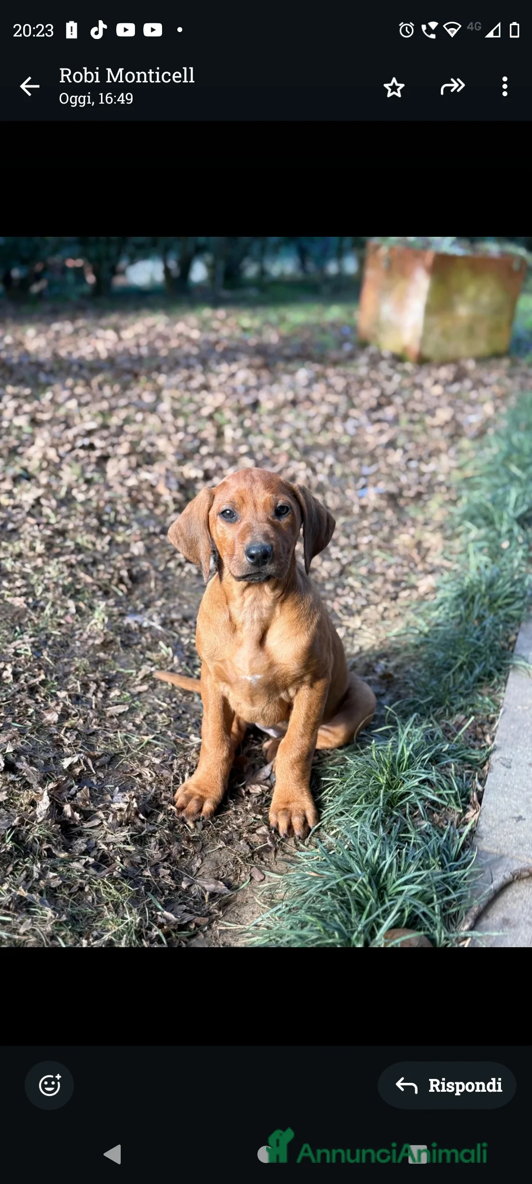 Rhodesian Ridgeback cani in vendita: Cuccioli di rhodesiano ridgeback - Annuncio 4