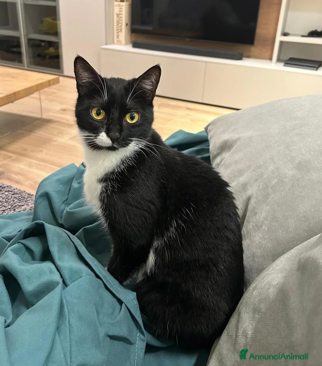 Europeo gatti in regalo: JAMIE e EMY , adorabili gatti da adottare! - Annuncio 5