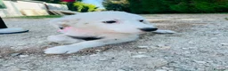 Altre razze cani in regalo: Tenerissimi cuccioli s. Maremmani - Annuncio 10