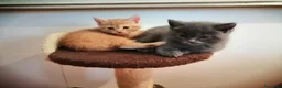 Meticcio gatti in vendita: Micini di 2 mesi  - Annuncio 2