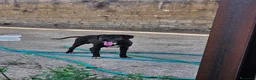 Meticcio cani in regalo: Edoardo: taglia media, equilbrato e socievole  - Annuncio 19