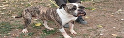 Bulldog cani in regalo: ETTORE AMERICAN BULLDOG STA CERCANDO CASA - Annuncio 3