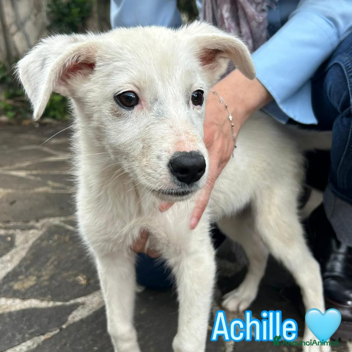Meticcio cani Achille dolce cucciolo 2 mesi cerca adozione - Annuncio 12