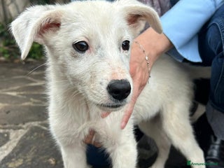 Meticcio cani Achille dolce cucciolo 2 mesi cerca adozione - Annuncio 14