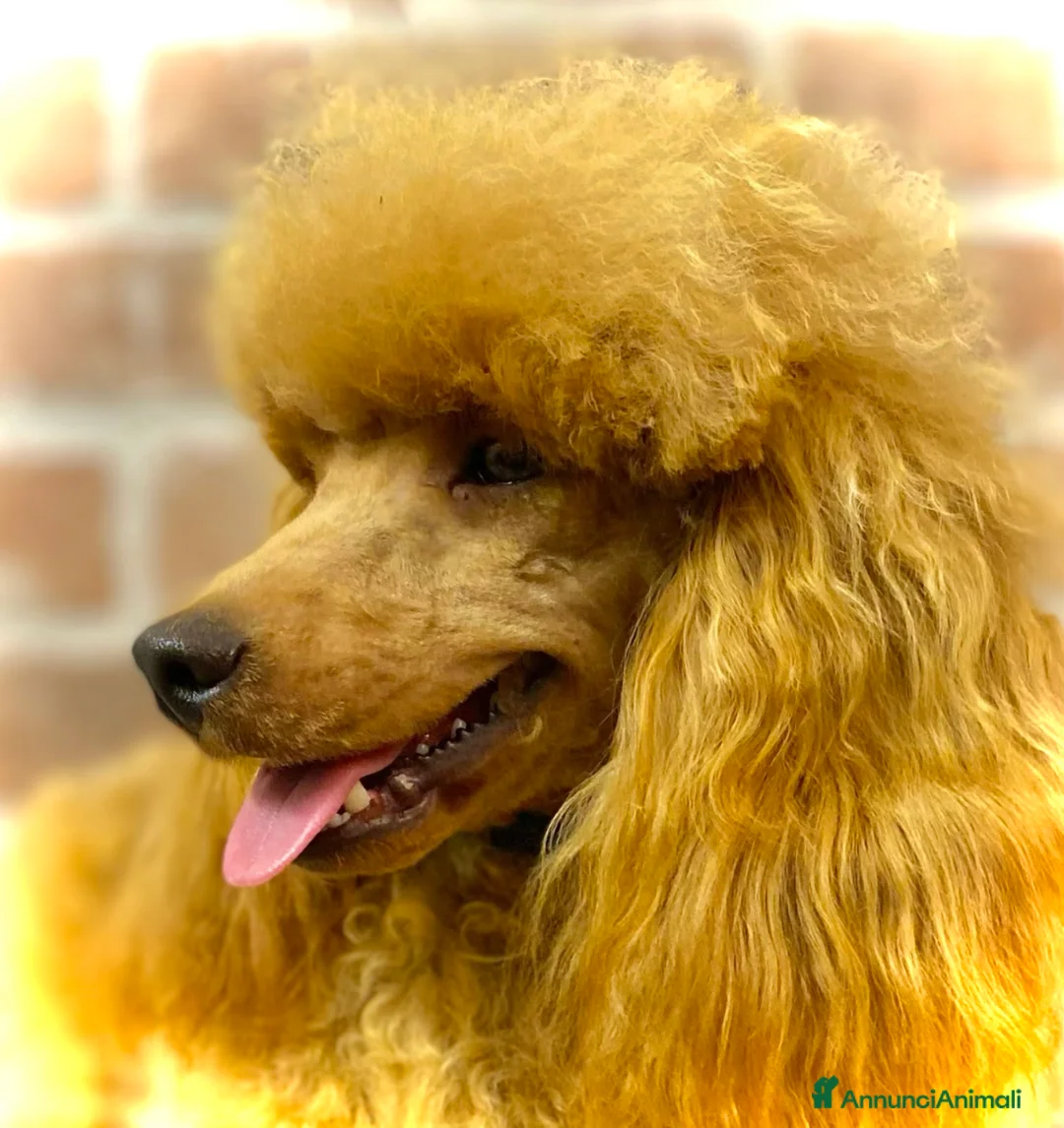 Immagine della galleria {{count}}