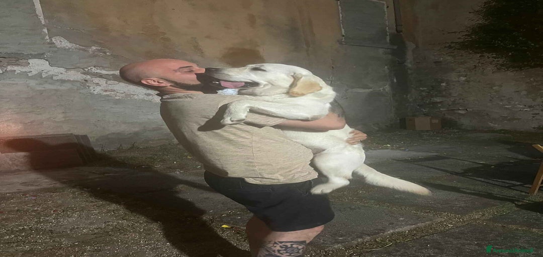 Immagine della galleria {{count}}