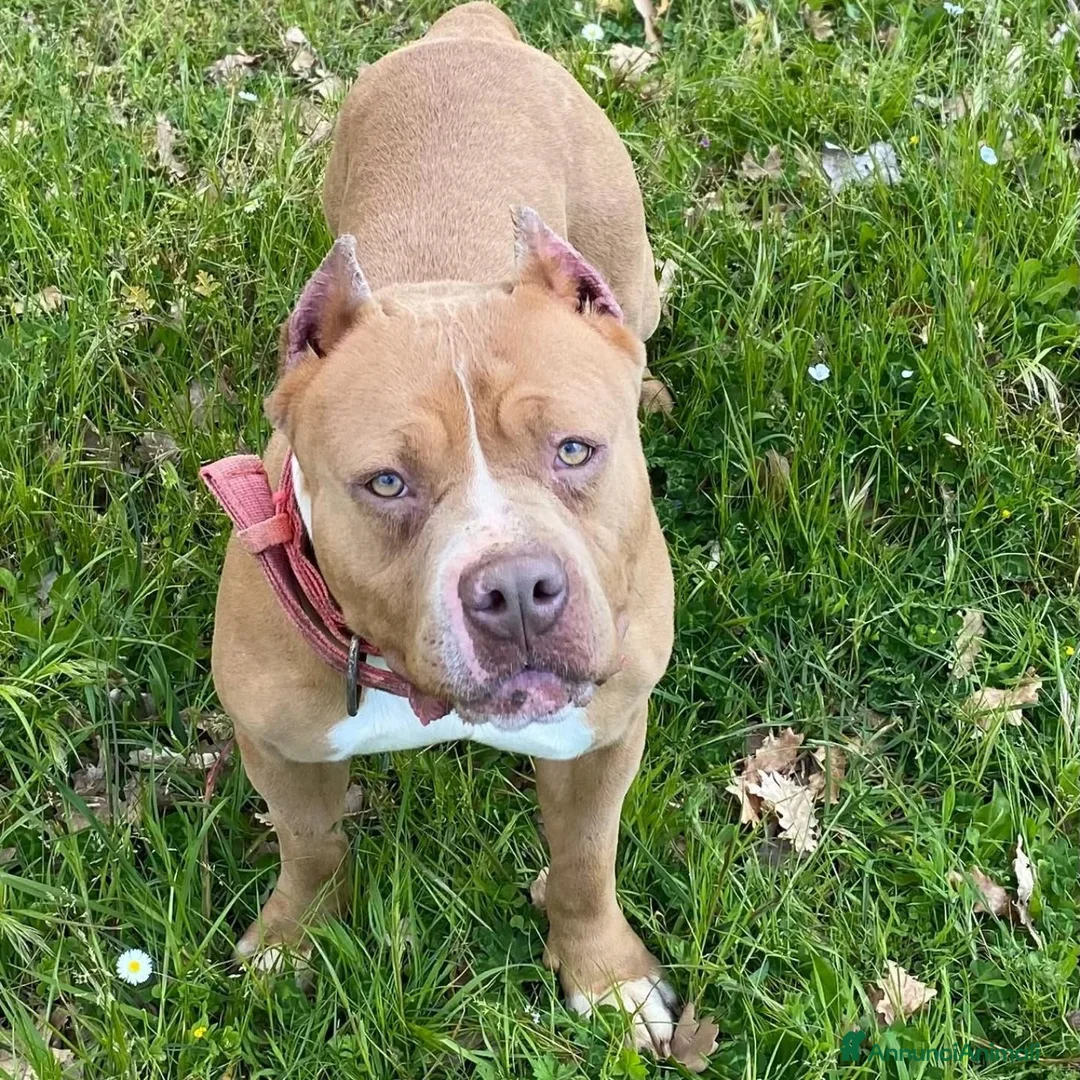 American Bully cani in regalo: CHEYENNE american bully 5 anni cerca casa adozione - Annuncio 3