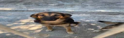 Meticcio cani in regalo: Asia e India cucciole docili e sensibili a Città metropolitana di Milano - Annuncio 1