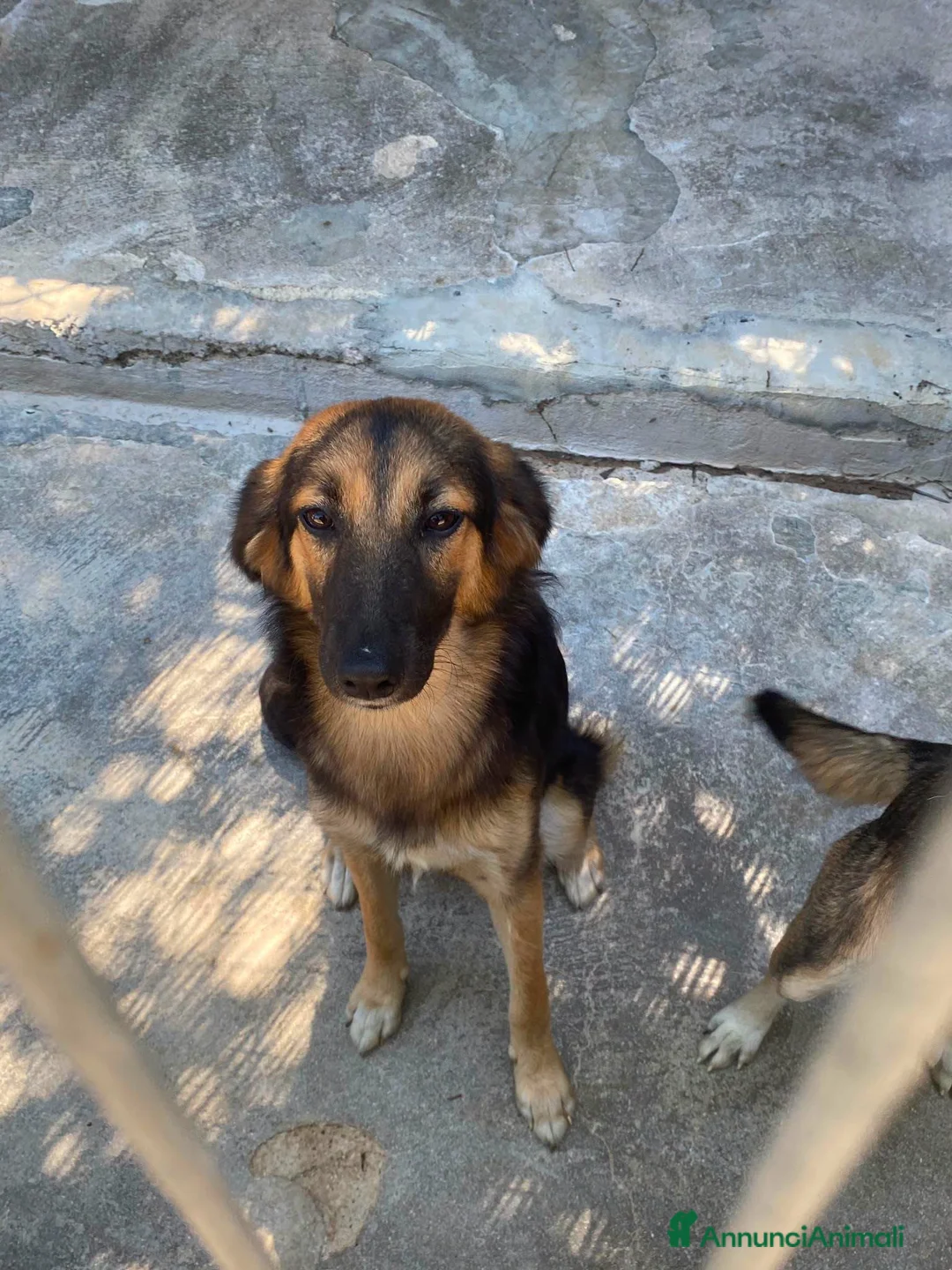 Meticcio cani in regalo: Asia e India cucciole docili e sensibili a Città metropolitana di Milano - Annuncio 1