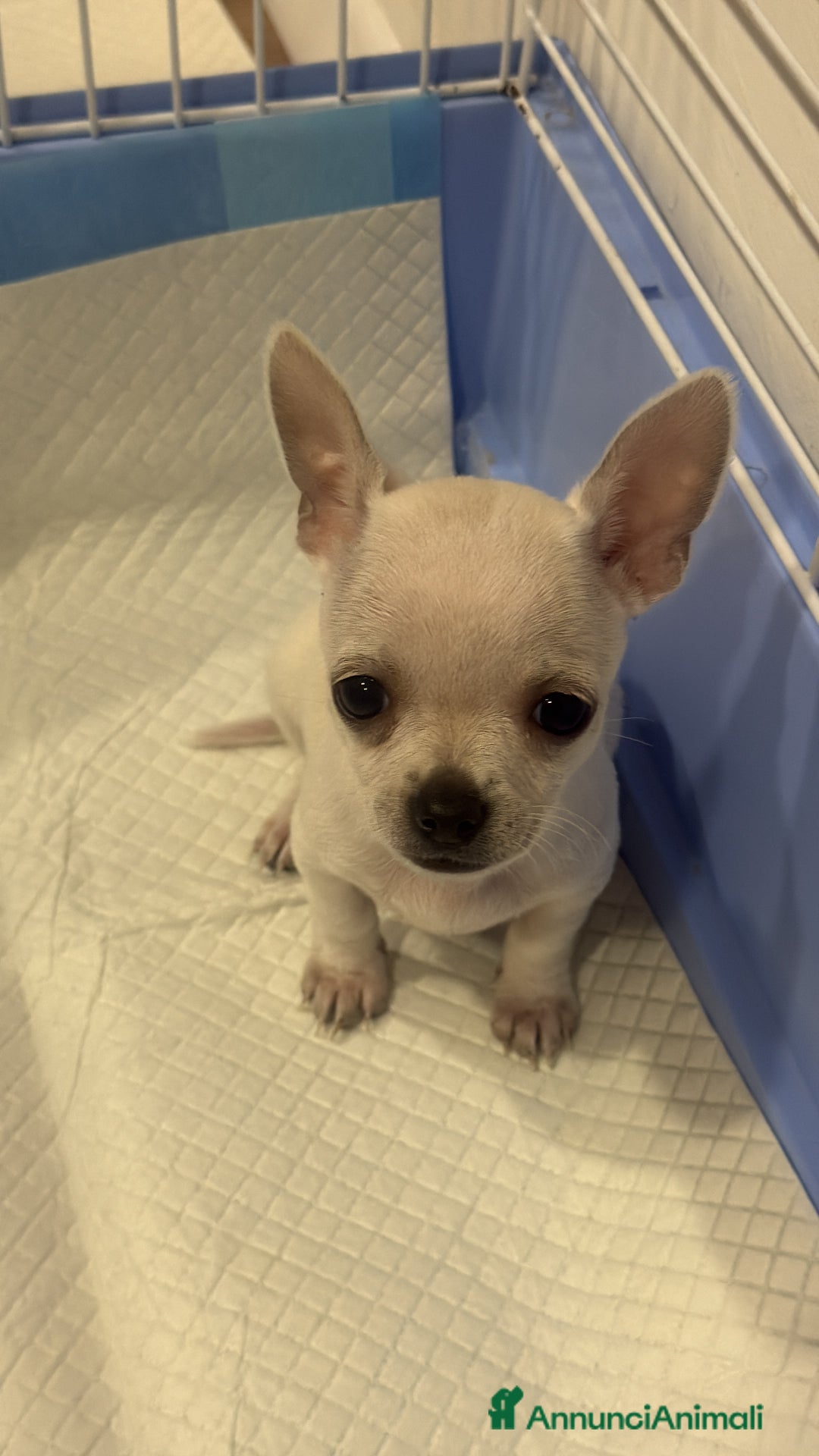 Chihuahua cani in vendita: Chihuahua di 2 mesi maschio - Annuncio 1