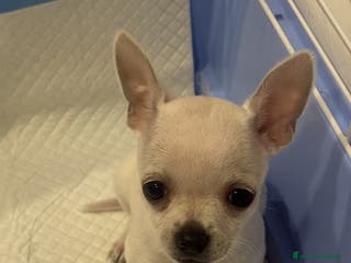 Chihuahua cani Chihuahua di 2 mesi maschio - Annuncio 12