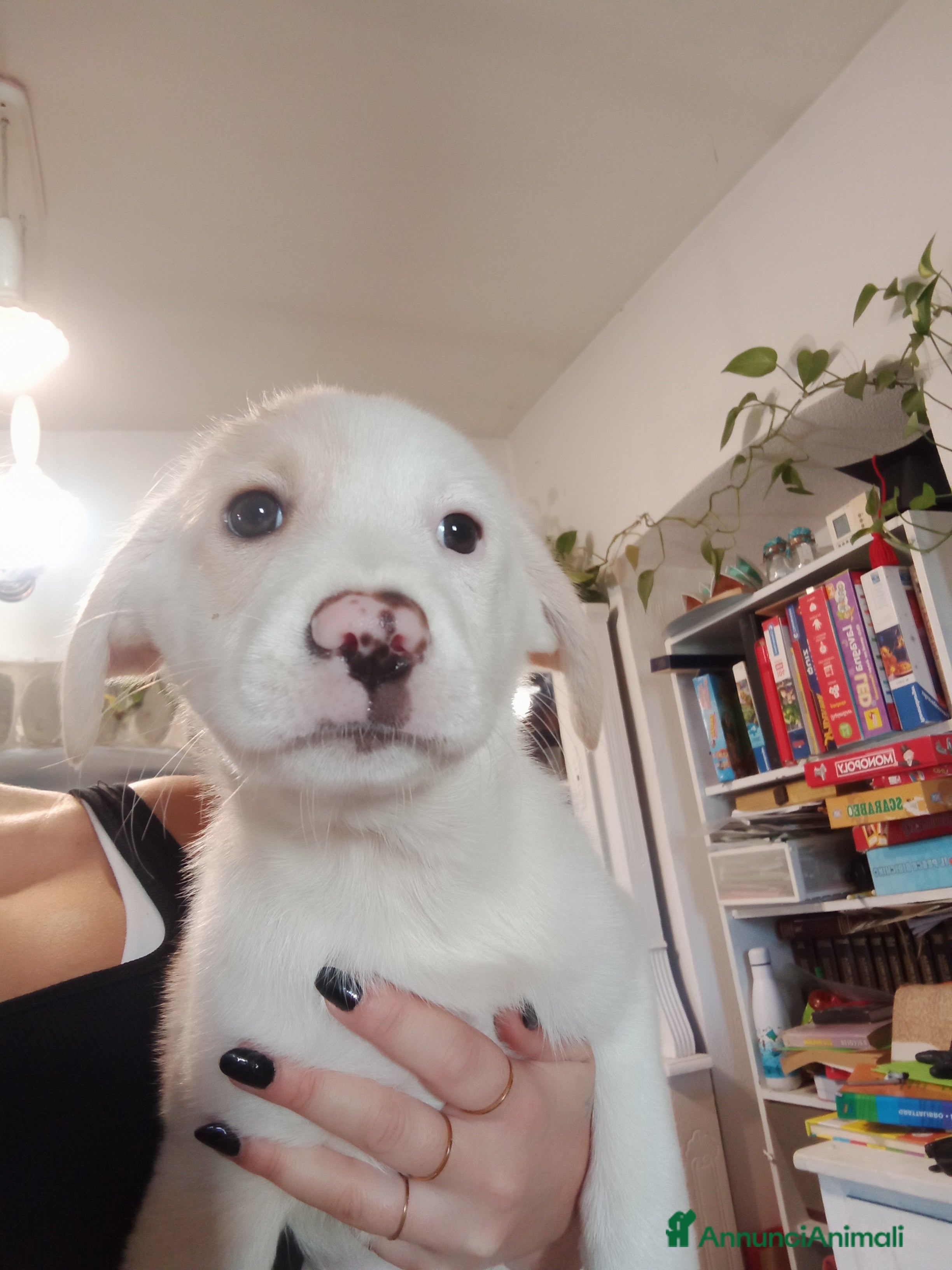 Altre razze cani REGALO BELLISSIMI CUCCIOLE  - Annuncio 1