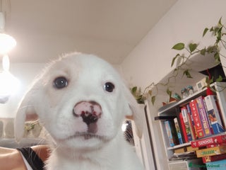 Altre razze cani REGALO BELLISSIMI CUCCIOLE - Annuncio 1