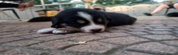 Bovaro del Bernese cani in vendita: Cuccioli bovari del bernese  - Annuncio 15