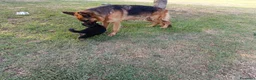 Pastore Tedesco cani in vendita: Bellissimi cuccioli Pastore Tedesco - Annuncio 3