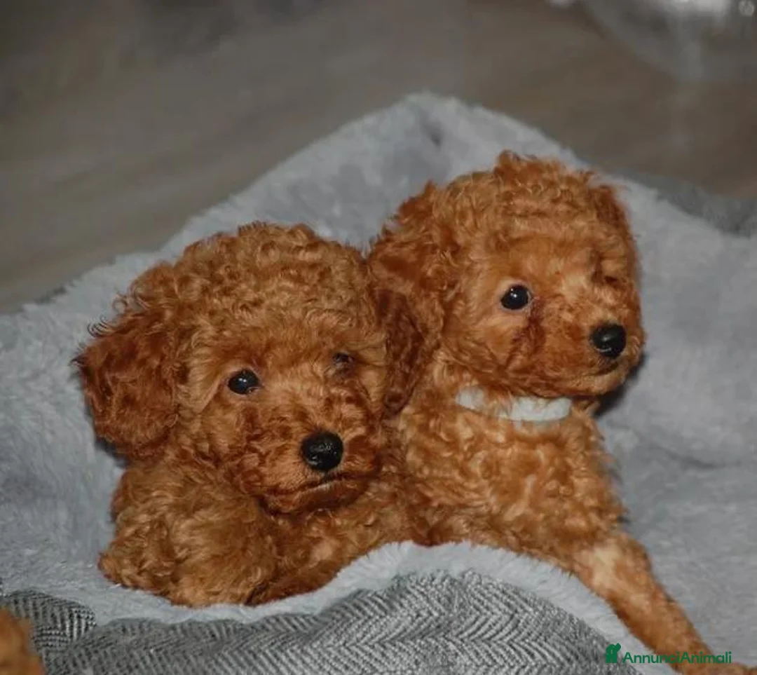 Barboncino Toy cani in vendita: Barboncino Toy rosso  a Città Metropolitana di Venezia - Annuncio 1