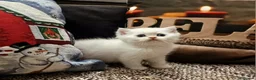 British gatti in vendita: British shorthair e longhair  - Annuncio 10