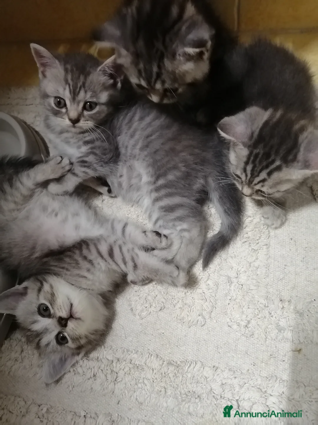 Scottish gatti in vendita: Maschietto scottish straight - Annuncio 1