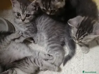 Scottish gatti Maschietto scottish straight - Annuncio 3