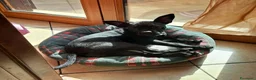 Bulldog Francese cani in regalo: MYA incrocio bouledogue francese chihuahua  - Annuncio 4