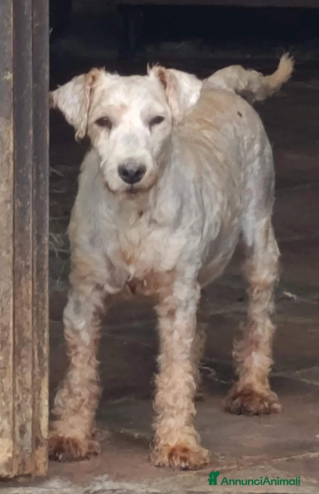 Lakeland Terrier cani in vendita: Lakeland terrier adulti a Province of Pavia - Annuncio 3