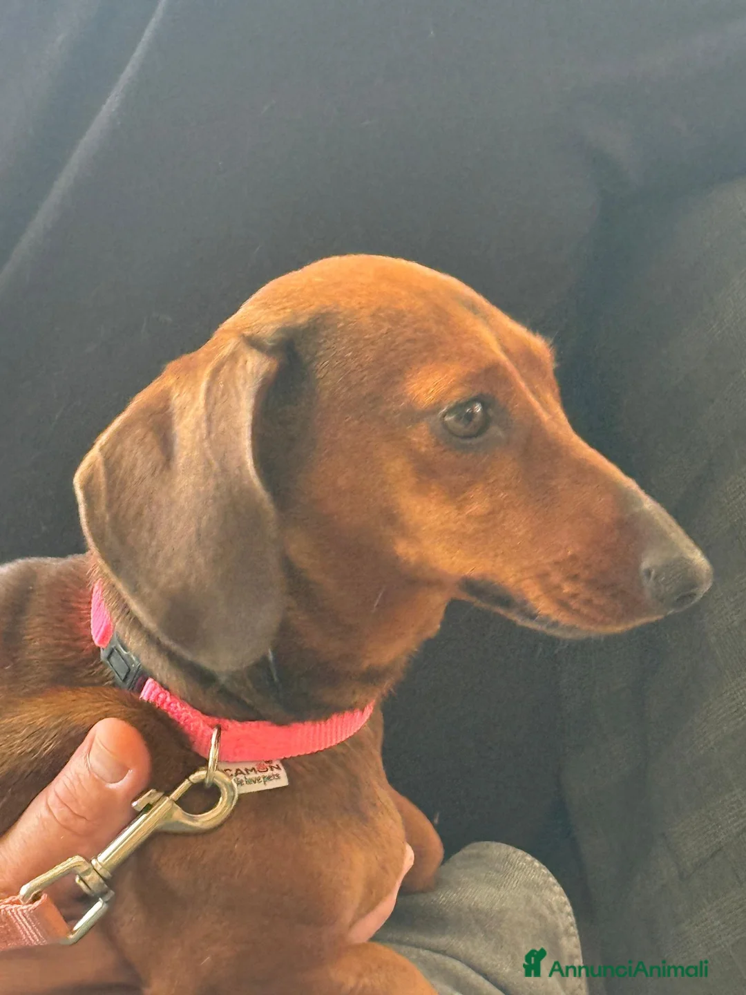 Bassotto cani in vendita: Bassotti  - Annuncio 1