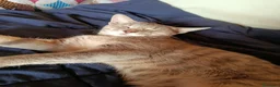 Altre razze gatti in regalo: Perla🩶 (IN REGALO,NON VENDITA) - Annuncio 4